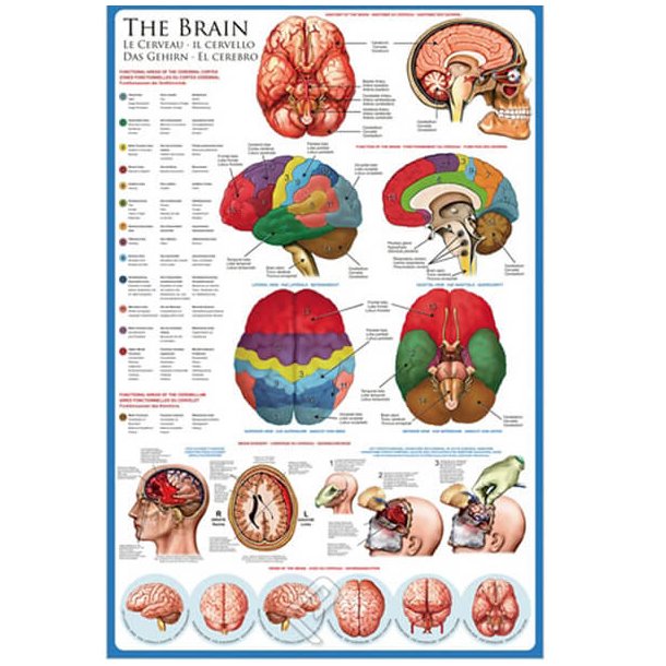 The Brain / Hjernen plakat