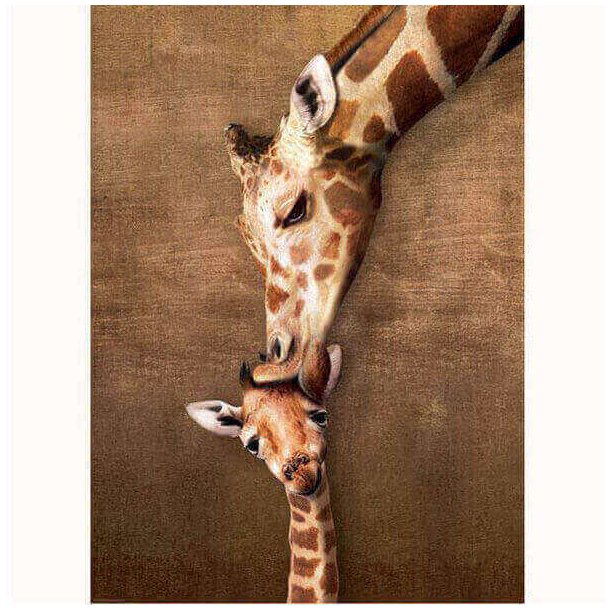 Giraf kys plakat