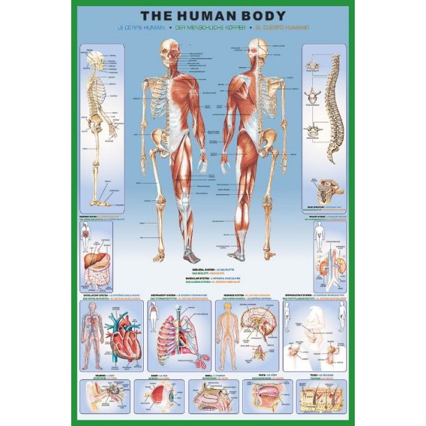Kroppen anantomi - Human Body, 1000